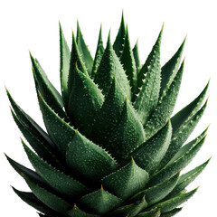 Fototapeta premium Close up of a vibrant green aloe vera plant displaying its textured leaves and spikes against a clean white background offe a botanical aesthetic.