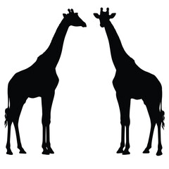 Tall giraffe silhouette bundle. Giraffe standing silhouette set vector. Wild giraffe walking silhouette bundle design. Wild Camelopard vector on a white background. Camelopard in different positions. © rsvect02