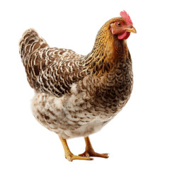 A speckled hen with brown and white feathers stands alertly on a white background, its red comb prominent in the bright, clear studio light looking leftwards.