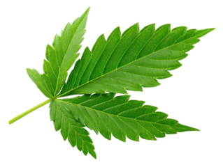 Isolated green leaf of cannabis plant with serrated edges and prominent veins against a plain white background showcasing its natural texture and details beautifully.
