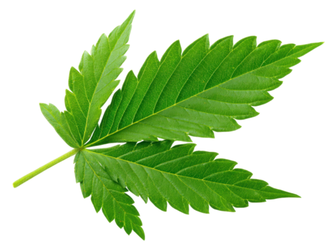 Isolated green leaf of cannabis plant with serrated edges and prominent veins against a plain white background showcasing its natural texture and details beautifully.