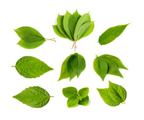 Fototapeta premium Fresh Green Leaf Isolated, Fruit Leaves, Raw Garden Plant Twigs