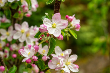 Several open apple blossoms and some still closed red blossoms