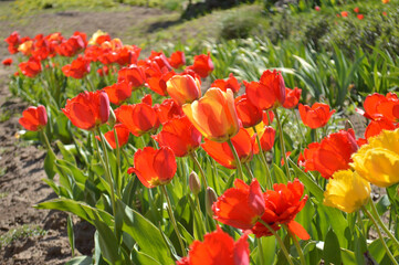 Obraz premium Vibrant red and yellow tulips flourish in a garden, capturing spring's beauty.