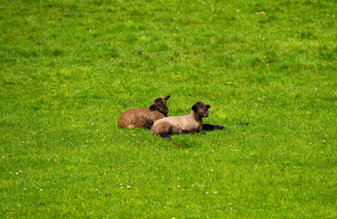 two young black sheep lying on a green meadow