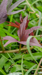 photo of purple sweet potato leaves