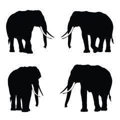 Fototapeta premium Big elephant walking silhouette collection on a white background. Huge elephant silhouette icon bundle. Wild animal silhouette set vector. Elephant with big tusks silhouette symbol vector.