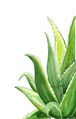 Natural aloe vera.