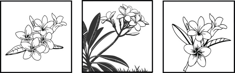 Obraz premium frangipani flower Elegant Monochrome Plumeria Blossom Elegant Plumeria Flowers champa flower silhouette vector 