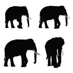 Fototapeta premium Big elephant walking silhouette collection on a white background. Huge elephant silhouette icon bundle. Wild animal silhouette set vector. Elephant with big tusks silhouette symbol vector.
