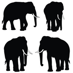 Fototapeta premium Big elephant walking silhouette collection on a white background. Huge elephant silhouette icon bundle. Wild animal silhouette set vector. Elephant with big tusks silhouette symbol vector.