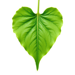 Fototapeta premium Heart-shaped Green Leaf, Detailed Veins, Transparent Background.