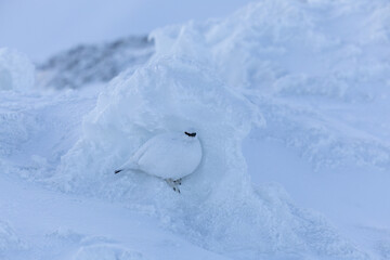 雪に溶け込む冬毛の雷鳥（日本・立山）
