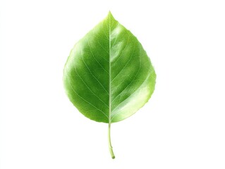 Draw a single, upright green leaf with a natural, fresh look, showing the entire leaf body along with its stem.