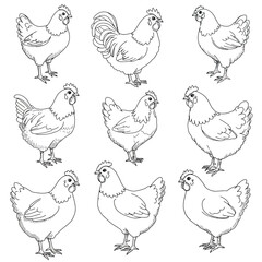 Set of cute rooster animals cartoon coloring page illustration vector. For kids coloring book.