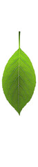 Obraz premium A single green leaf with detailed veins and a serrated edge.