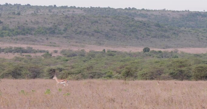 Extreme wide shot of two cheetahs (Acinonyx jubatus) strolling in the savanna as gazelles pronk across the savanna during eventide in kenya