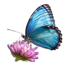 Single Bright Blue Butterfly on Pink Flower - Nature and Beauty Concept