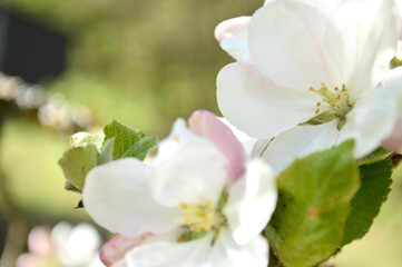 Beautiful close-up shot of blossoming white apple flowers in soft focus with lush leaves.