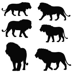 Lions walking in different positions, silhouette set vector. Adult lion silhouette collection on a white background. Wild carnivorous animals like big cats and lions, full body silhouette bundles.