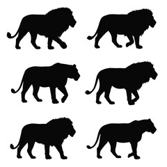 Lions walking in different positions, silhouette set vector. Adult lion silhouette collection on a white background. Wild carnivorous animals like big cats and lions, full body silhouette bundles.