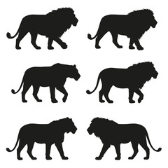 Lions walking in different positions, silhouette set vector. Adult lion silhouette collection on a white background. Wild carnivorous animals like big cats and lions, full body silhouette bundles.
