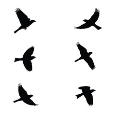 Swallows flying silhouette bundle design. Wild Swallows vector design on a white background. Beautiful bird flying silhouette set vector. small bird in different positions silhouette collection.