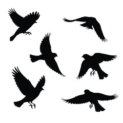 Obraz premium Swallows flying silhouette bundle design. Wild Swallows vector design on a white background. Beautiful bird flying silhouette set vector. small bird in different positions silhouette collection.