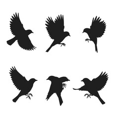 Fototapeta premium Swallows flying silhouette bundle design. Wild Swallows vector design on a white background. Beautiful bird flying silhouette set vector. small bird in different positions silhouette collection.