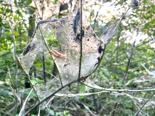 Oak processionary moth, tree or branch is infested