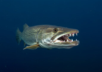 Fototapeta premium Magnificent Great Barracuda Underwater Closeup: A predatory fish with sharp teeth in its natural habitat, displaying its powerful jaws and impressive size