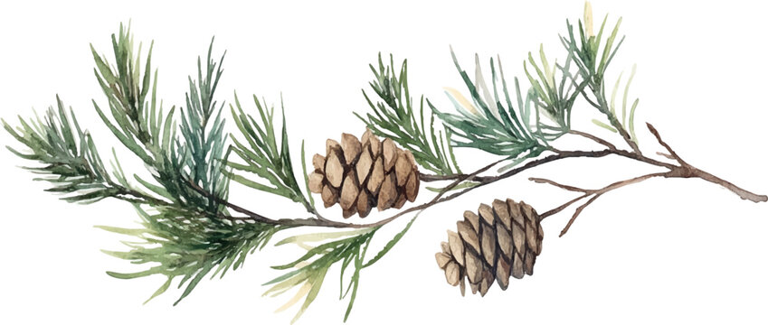 watercolor illustration pine cones on a branch