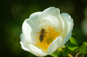 ナニワイバラと蜜蜂