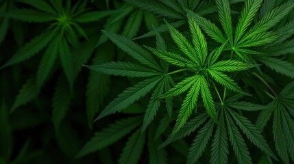 Obraz premium Green cannabis leaves closeup