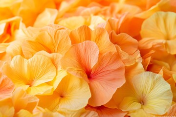 Close-up view of vibrant orange and yellow flower petals.