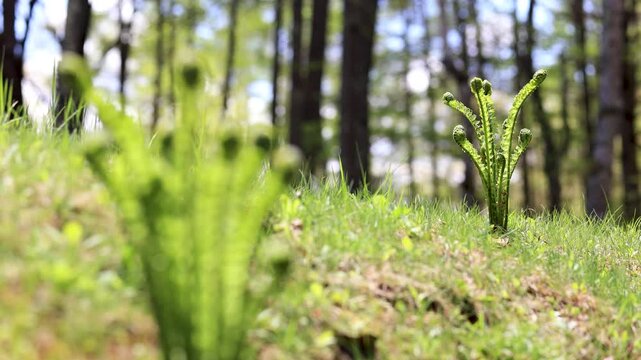 林の中でそよ風に揺れるコゴミの新芽3