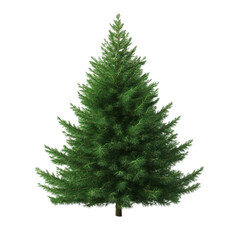 Fototapeta premium Green evergreen tree on abstract background winter holiday season nature plant