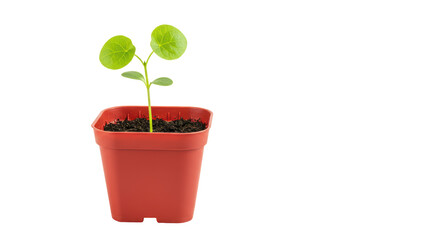 Isolated Plant in a pot