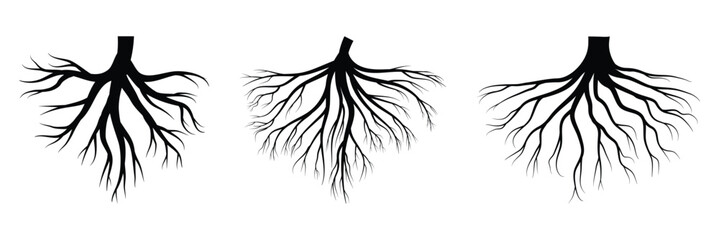 Root of tree. Black root silhouette. Plant root system. Realistic black roots illustration. A Monochrome Illustration of Nature's Strength and Growth. Vector illustration.