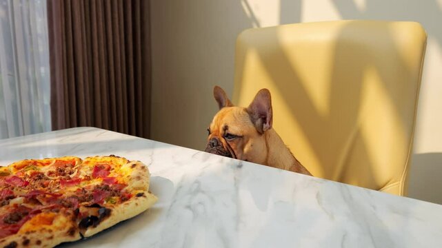At dining table in evening, disgruntled puppy awaits as fresh meat pizza is served. With quirky expression, it sniffs enticing aroma, its curiosity piqued. Charming yet reluctant demeanor of dog