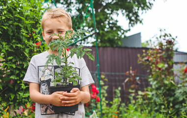 The tomato seedling in a pot in the hands of a boy against the background of a garden.