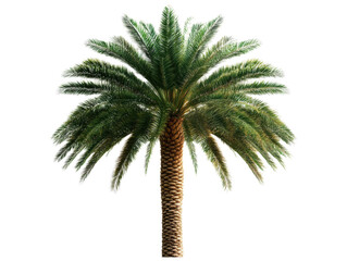 Obraz premium Lush palm tree with vibrant green fronds for outdoor decor and design