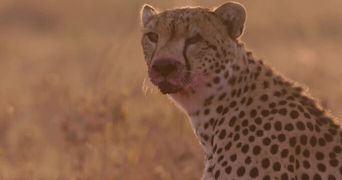 Close up tilt shot of a lone eyed cheetah's (Acinonyx jubatus) blood stained mouth as it scans the grasslands during sunrise
