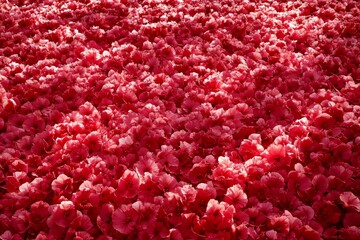 Dense field of vibrant crimson flowers.