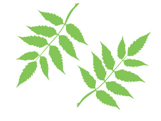 Dark Green Leaf Branch Silhouette Against White Background, elegant silhouette of a leaf branch with dark green leaves, fern, leaf, branch, silhouette, black and white, minimalist illustration, botani