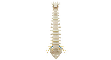 Isolated Human Spine