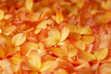 Close-up view of many vibrant orange flower petals.