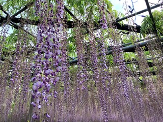 藤の花。あしかがフラワーパークにて。