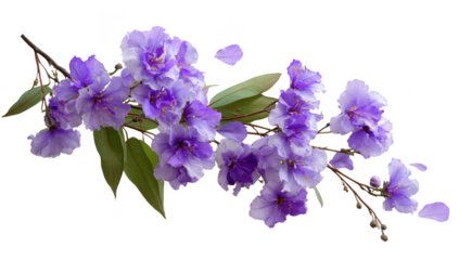 Purple flower branch png in 3d transparent no background in nature decoration concept.