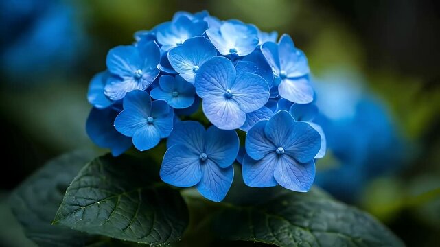 Close Up of a Vibrant Blue Hydrangea Blossom with Detailed Petals and Dew Droplets in a Garden Setting With Dark Green Leaves
